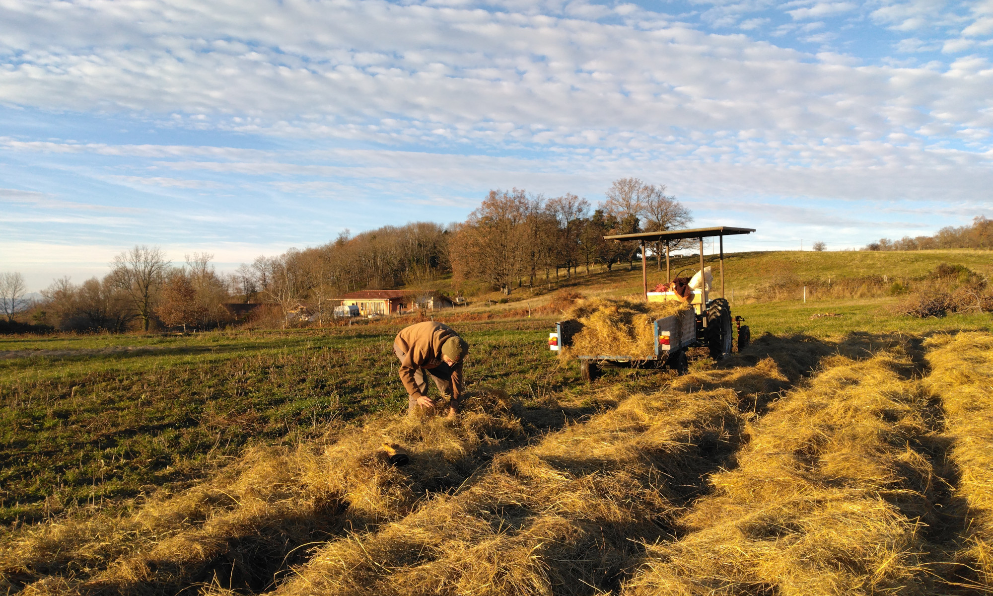 OLF Plantes medicinales et CBD en Auvergne